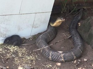 Thông tin mới nhất về cặp rắn hổ mây "khủng" ở An Giang