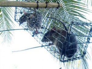 Ly kỳ chuyện săn loài chuột chuyên ăn cơm dừa, uống nước dừa