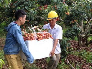 Trung Quốc &quot;đặt chỗ&quot; 36 mã số vùng trồng vải thiều Lục Ngạn