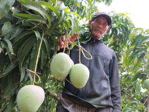 Mê mẩn vườn xoài trái "khổng lồ" như đào tiên ở vùng biên Bình Phước