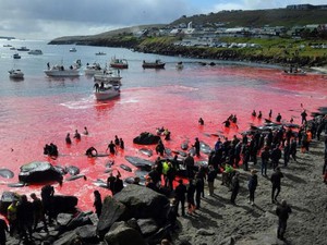 Thảm cảnh cá voi bị con người chém giết đỏ rực cả vùng biển ở châu Âu