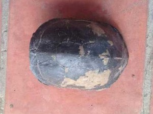 Tình cờ thầy giáo thăm ruộng phát hiện rùa lạ quý hiếm ở An Giang