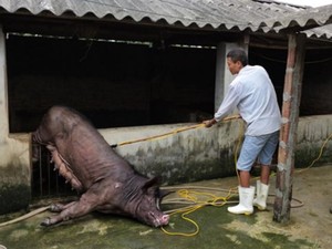 Nông thôn khủng hoảng vì dịch tả lợn: Tan nát “thủ phủ” chăn nuôi