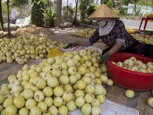 Kiên Giang: Mùa khô kéo dài, dưa lê ngọt lừ, cứ 1 công lời 25 triệu