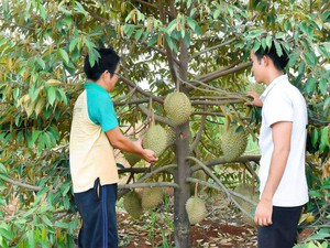 Vùng đất cây sầu riêng thấp tè trái đầy cành, cứ 1 cây thu 1 triệu