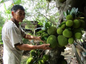 Ngày càng có nhiều người đến xem cây mít "độc, lạ" ở Bến Tre