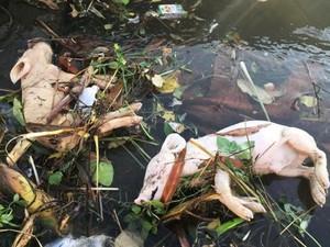 Quảng Bình: Xử lý vụ xác lợn, chó, mèo nổi lềnh bềnh trên kênh