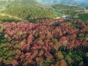 Lâm Đồng: Xử lý người đứng đầu kiểm lâm nếu để xảy ra chặt phá rừng