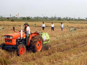 Chuyện lạ Ninh Bình: Rơm rạ bỗng quý như... vàng!