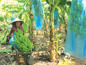 Chán tiêu trồng chuối từ cây bé tin hin, lãi lớn vì bán trái sang Tây