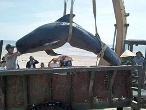 Xác cá voi dài hơn 3m, nặng gần một tấn dạt vào bờ biển Hà Tĩnh