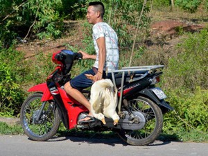 Xe tải chở cá lật ngang đường trên cao tốc Pháp Vân - Cầu Giẽ sáng nay (3/12) - Ảnh 5.