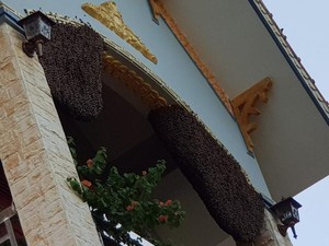 Khó tin Điện Biên: Ngôi nhà 8 năm liền ong mật lũ lượt kéo về làm tổ