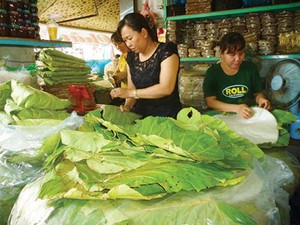 Hồi sinh lá loon-loài cây kỳ lạ thay túi ni lông ở rừng Bình Thuận