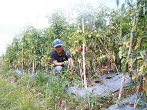 Lâm Đồng: Hơn 3ha cà chua sắp được thu hoạch chết héo, nghi bị phá hoại