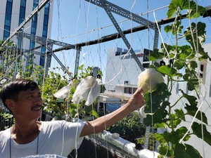 Ông bố Đà Nẵng chăm dưa lê, rau ngoại mơn mởn trên sân thượng siêu rộng