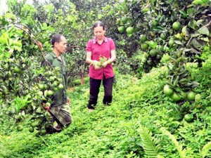 Dân "sống khỏe" nhờ rau, quả không bón phân, thuốc sâu hóa học