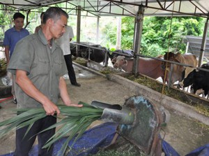 “Chất” như trâu ngố Tuyên Quang: Thương hiệu có một không hai