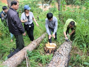 Khởi tố một nhân viên BQL rừng biết phá rừng nhưng không báo