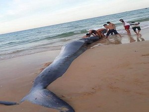 Khánh Hòa: Phát hiện xác cá voi nặng 2 tấn, dài 5m dạt vào bờ biển