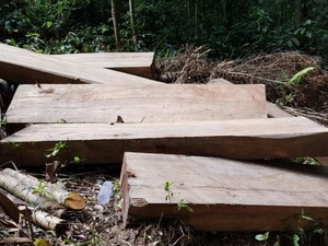 Gia Lai: Bắt đối tượng liên quan vụ khai thác 14 cây gỗ khủng