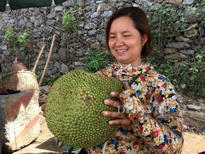 Sơn La: Trồng mít ta ra quả to vật, hái bao nhiêu bán hết bấy nhiêu