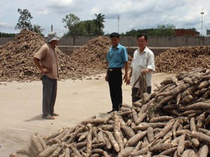 Tây Ninh: Lo giá mì sụt giảm vì "đánh cược" với ông Trời