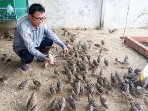 Tây Ninh: Trồng cây lạ, chăn ruồi cho chim cút ăn, thịt ngon như chim cút rừng