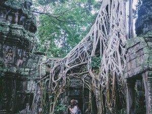 Rễ cây siêu to khổng lồ chăng như mạng nhện nuốt chửng ngôi đền cổ