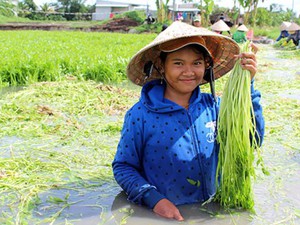 Trăm người dầm nước ở làng trồng rau cần lớn nhất Đồng Nai