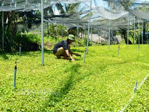 “Kỳ tích” phủ xanh vùng mặn từ loài rau dại bán chạy ở Cà Mau
