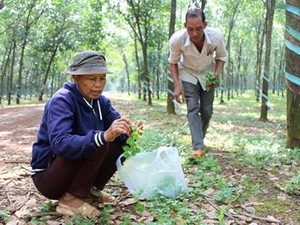 Kỳ thú: Lang thang trong rừng cao su săn rau "của nợ" kiếm bộn tiền