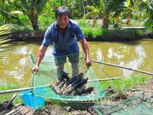 Cà Mau: Nuôi loài bống bự, ở đây đốt đuốc không tìm ra hộ nghèo