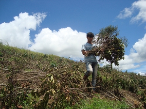 Vườn cà phê gần 1.000 cây bị phá hoại