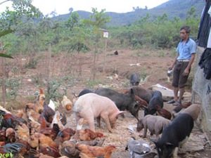 Biến núi hoang vu thành trang trại