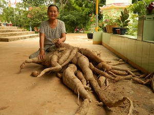 Tây Ninh: Phát hiện bụi khoai mì khổng lồ