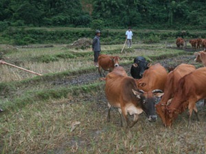 Hội nông dân Lai Châu: Đồng hành với nông dân xóa nghèo 