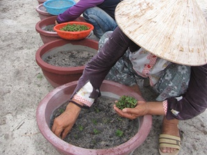 Nghề trồng hoa cúc Tết ở Can Lâm