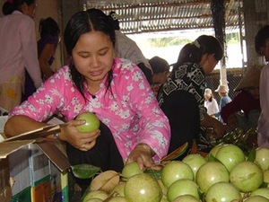 Tiền Giang: Đầu tư 760 tỷ đồng phát triển vú sữa, thanh long