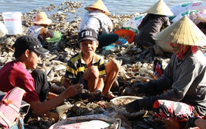 Ngư dân Hà Tĩnh thu tiền triệu mỗi ngày từ sò mai biển
