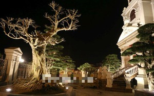 Đại gia Việt gây choáng với... gỗ mục giá “ngàn đô”, dị cây tiền tỷ