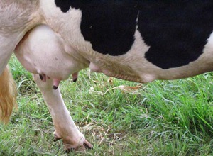 Lâm Đồng: Bò sữa cho năng suất “khủng”, 22 lít/ngày
