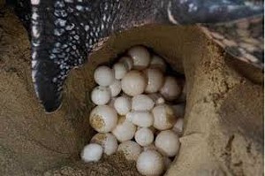 NÓNG: Phát hiện rùa biển có nguy cơ tuyệt chủng đẻ 80 trứng ở Bình Định