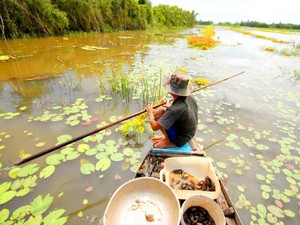 Đi săn cua đồng miền Tây mùa nước lũ