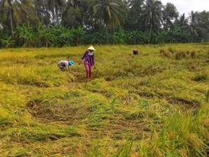 Chưa hết rầu vì giá, nông dân lại não lòng nhìn lúa ngập trong nước