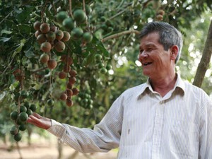 Lâm Đồng: Người trồng mắc ca sẽ được hỗ trợ giống, vốn và bao tiêu sản phẩm