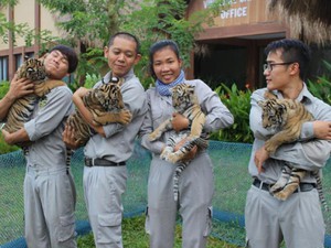 4 “F1” hổ quý Bengal chào đời tại Vinpearl Safari