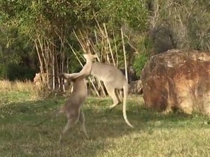 Video: Kangaroo đánh nhau như võ sĩ quyền anh