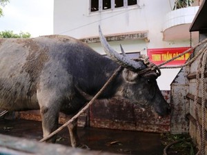 "Thủy bẫy" bắt thêm một trâu hoang