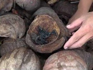 Nông dân Sài Gòn nuôi bò cạp bằng vỏ dừa